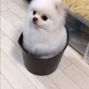 Meet your Posher, Nelsys